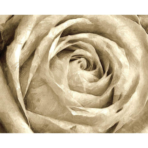 Neutral Wall Flower IV Black Modern Wood Framed Art Print with Double Matting by Saunders, Alonzo