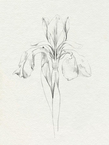 Neutral Iris Sketch I Black Ornate Wood Framed Art Print with Double Matting by Caroline, Emma