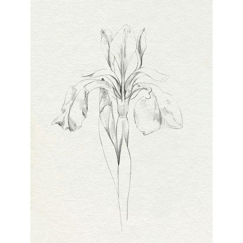 Neutral Iris Sketch I Black Modern Wood Framed Art Print with Double Matting by Caroline, Emma
