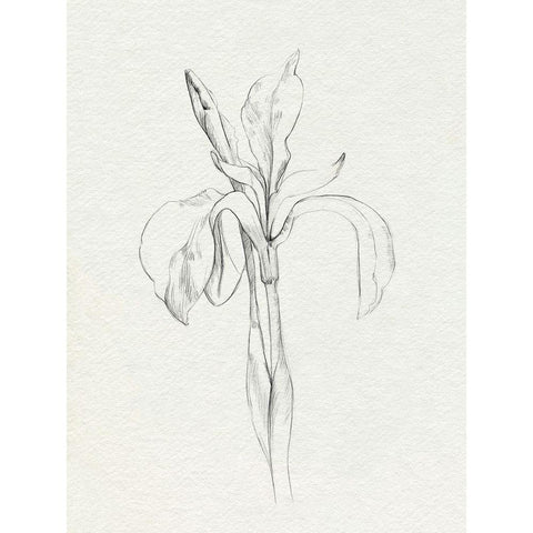 Neutral Iris Sketch II Black Modern Wood Framed Art Print with Double Matting by Caroline, Emma
