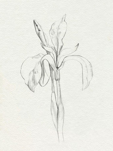 Neutral Iris Sketch II Black Ornate Wood Framed Art Print with Double Matting by Caroline, Emma