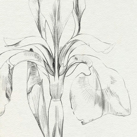 Iris Sketch Okeefe Crop I White Modern Wood Framed Art Print with Double Matting by Caroline, Emma