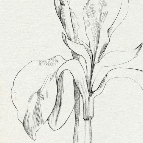 Iris Sketch Okeefe Crop II Black Modern Wood Framed Art Print with Double Matting by Caroline, Emma