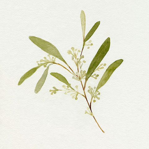 Eucalyptus Collection II Gold Ornate Wood Framed Art Print with Double Matting by Caroline, Emma