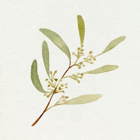 Eucalyptus Collection III White Modern Wood Framed Art Print with Double Matting by Caroline, Emma