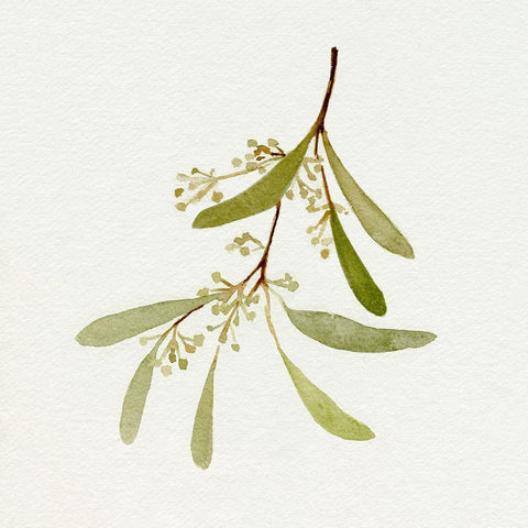 Eucalyptus Collection IV Black Ornate Wood Framed Art Print with Double Matting by Caroline, Emma