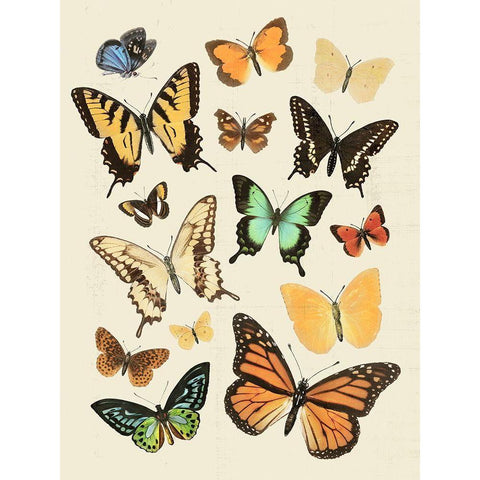 Collected Flutter I Black Modern Wood Framed Art Print with Double Matting by Barnes, Victoria