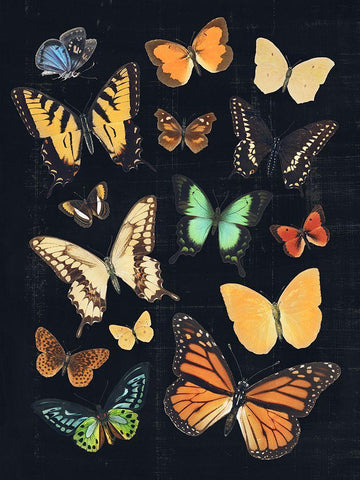 Collected Flutter III White Modern Wood Framed Art Print with Double Matting by Barnes, Victoria