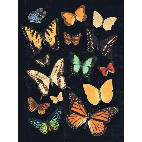 Collected Flutter III Black Modern Wood Framed Art Print with Double Matting by Barnes, Victoria