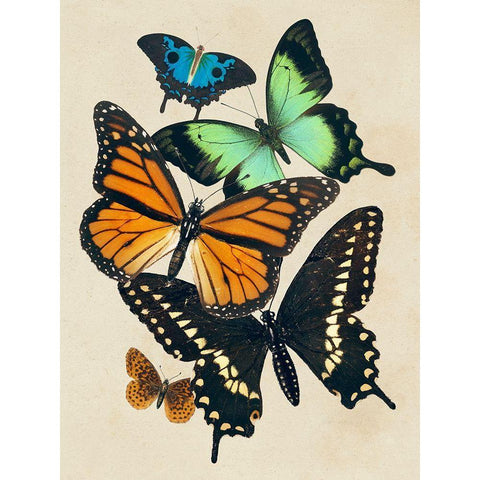 Collaged Butterflies I White Modern Wood Framed Art Print by Barnes, Victoria