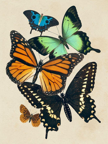 Collaged Butterflies I Black Ornate Wood Framed Art Print with Double Matting by Barnes, Victoria