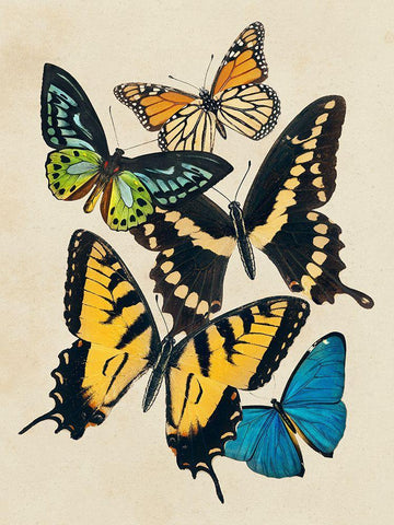 Collaged Butterflies II White Modern Wood Framed Art Print with Double Matting by Barnes, Victoria