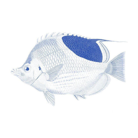 Blue And White Tropical Fish I Black Modern Wood Framed Art Print with Double Matting by Vision Studio