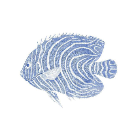 Blue And White Tropical Fish II Black Modern Wood Framed Art Print with Double Matting by Vision Studio