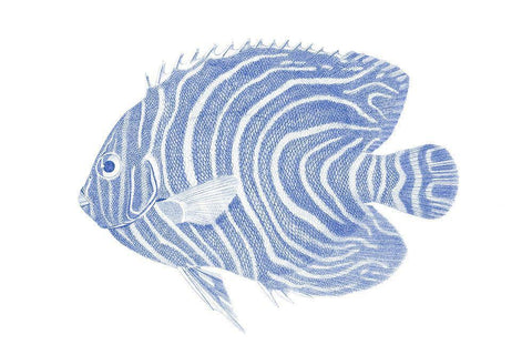 Blue And White Tropical Fish II White Modern Wood Framed Art Print with Double Matting by Vision Studio