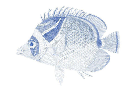 Blue And White Tropical Fish IV Black Ornate Wood Framed Art Print with Double Matting by Vision Studio