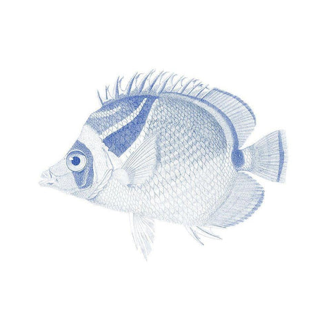 Blue And White Tropical Fish IV Black Modern Wood Framed Art Print with Double Matting by Vision Studio