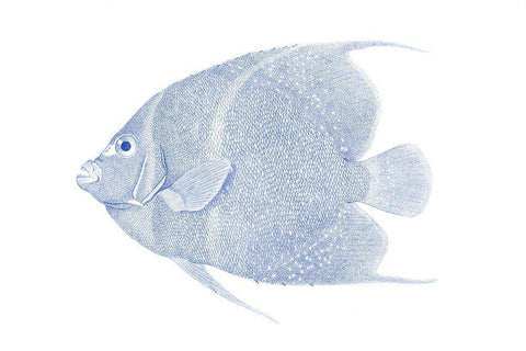 Blue And White Tropical Fish V White Modern Wood Framed Art Print with Double Matting by Vision Studio