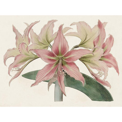 Amaryllis Varietals I Black Modern Wood Framed Art Print by Ridgeway