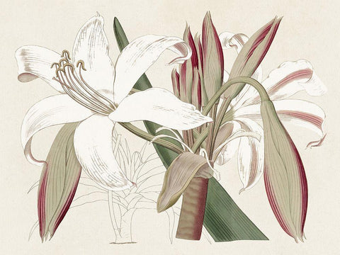 Amaryllis Varietals II Black Ornate Wood Framed Art Print with Double Matting by Ridgeway