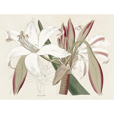 Amaryllis Varietals II Gold Ornate Wood Framed Art Print with Double Matting by Ridgeway