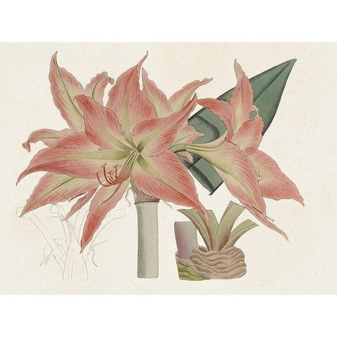 Amaryllis Varietals III Gold Ornate Wood Framed Art Print with Double Matting by Ridgeway