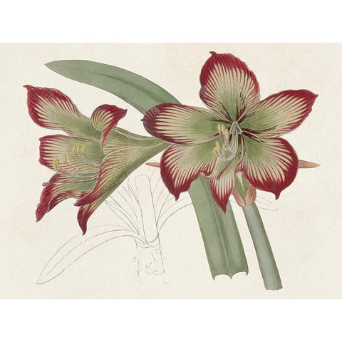 Amaryllis Varietals IV White Modern Wood Framed Art Print by Ridgeway