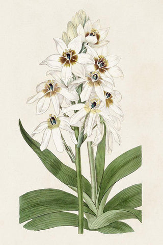 Flore Albo I Black Ornate Wood Framed Art Print with Double Matting by Ridgeway