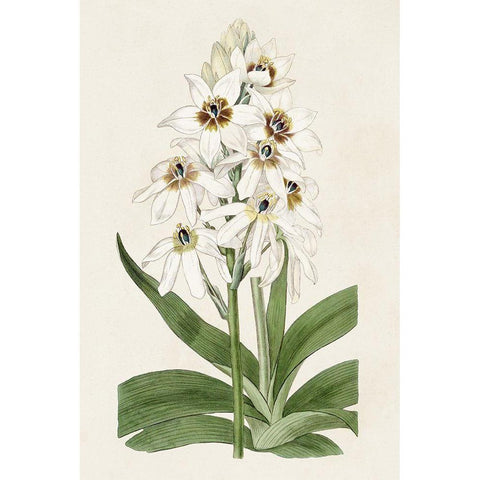 Flore Albo I Gold Ornate Wood Framed Art Print with Double Matting by Ridgeway