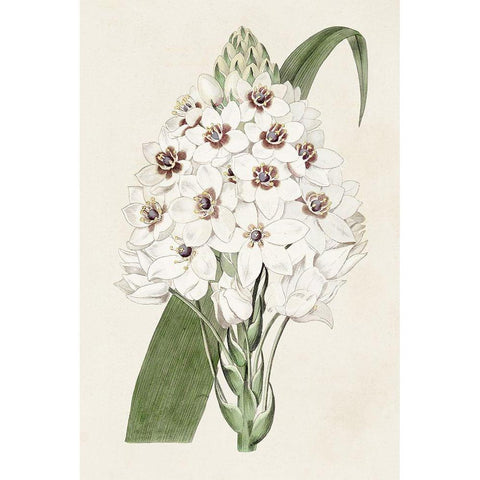 Flore Albo II Gold Ornate Wood Framed Art Print with Double Matting by Ridgeway