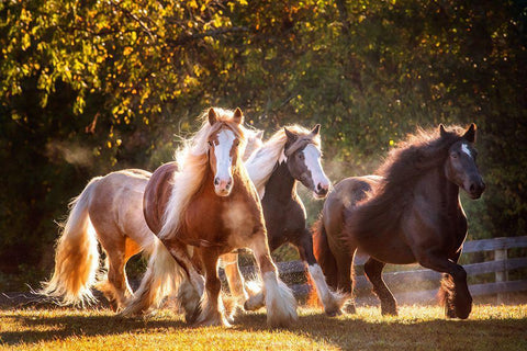 Sunlit Horses III Black Ornate Wood Framed Art Print with Double Matting by PHBurchett