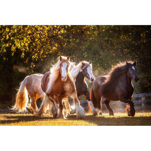 Sunlit Horses III Black Modern Wood Framed Art Print with Double Matting by PHBurchett