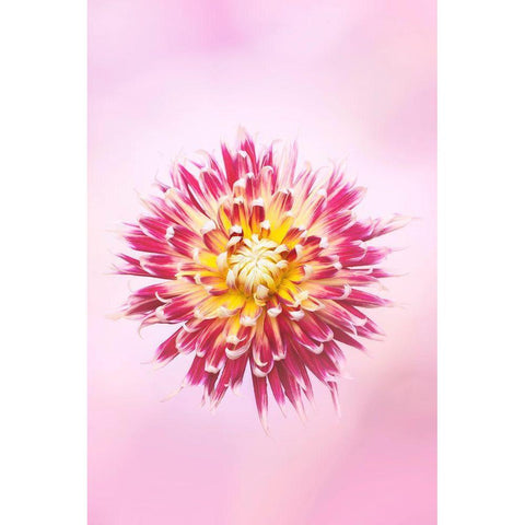 Exotic Flower Burst I White Modern Wood Framed Art Print by PHBurchett