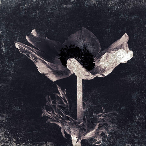 Aurora Blooms I Black Ornate Wood Framed Art Print with Double Matting by Aryai, Sia