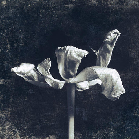 Aurora Blooms II Black Ornate Wood Framed Art Print with Double Matting by Aryai, Sia