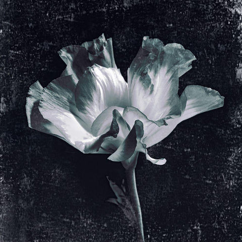 Aurora Blooms III Black Modern Wood Framed Art Print with Double Matting by Aryai, Sia