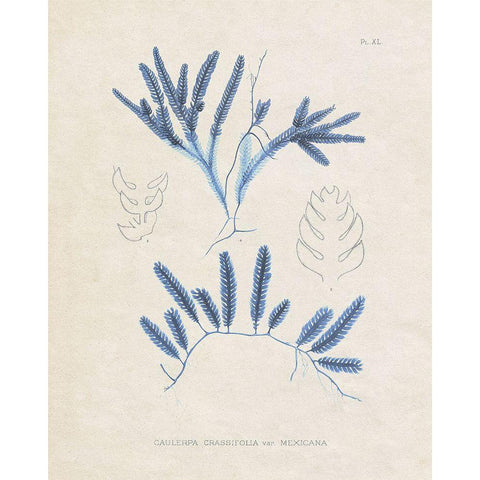 Blue Marine Algae I White Modern Wood Framed Art Print by Vision Studio