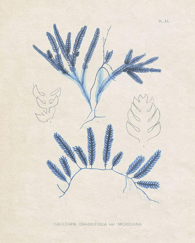 Blue Marine Algae I White Modern Wood Framed Art Print with Double Matting by Vision Studio