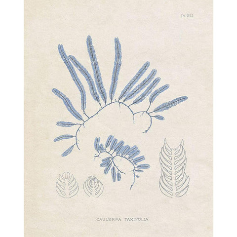 Blue Marine Algae II White Modern Wood Framed Art Print by Vision Studio