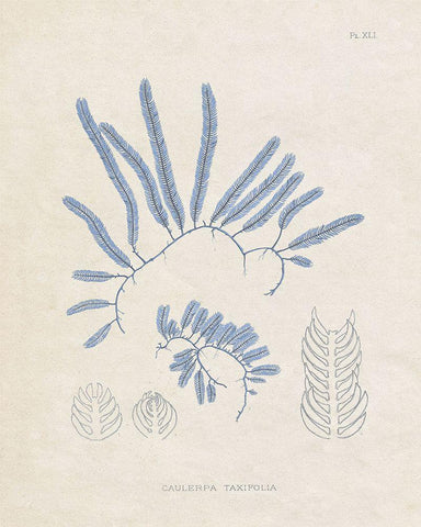 Blue Marine Algae II Black Ornate Wood Framed Art Print with Double Matting by Vision Studio