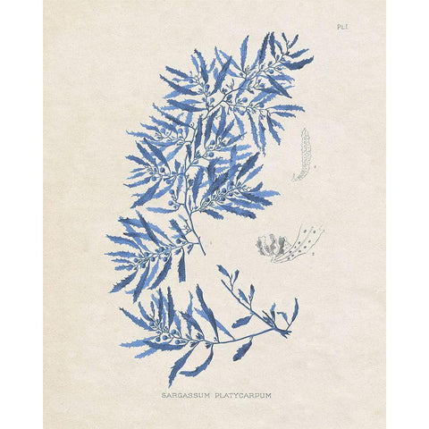 Blue Marine Algae III Black Modern Wood Framed Art Print with Double Matting by Vision Studio