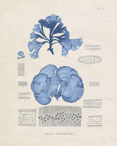 Blue Marine Algae IV Black Ornate Wood Framed Art Print with Double Matting by Vision Studio