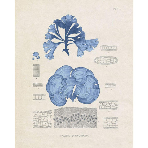 Blue Marine Algae IV Black Modern Wood Framed Art Print with Double Matting by Vision Studio