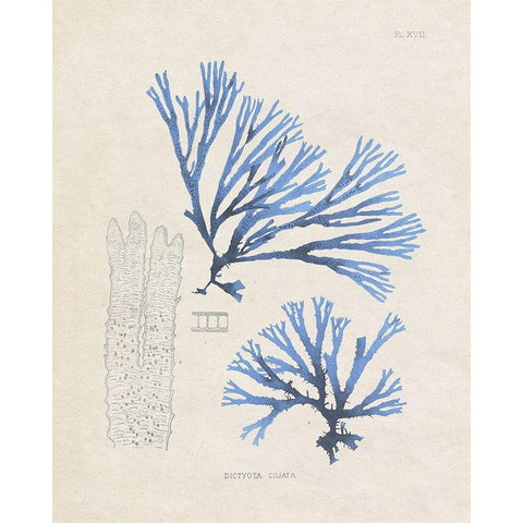Blue Marine Algae V Black Modern Wood Framed Art Print with Double Matting by Vision Studio