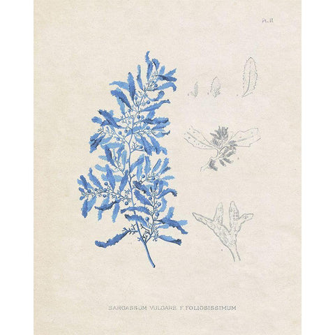 Blue Marine Algae VI Black Modern Wood Framed Art Print with Double Matting by Vision Studio