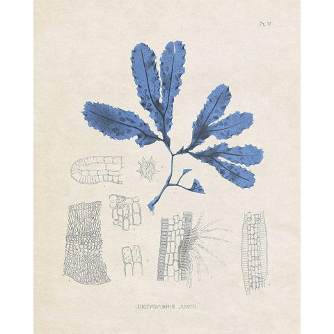 Blue Marine Algae VII White Modern Wood Framed Art Print by Vision Studio