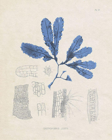 Blue Marine Algae VII White Modern Wood Framed Art Print with Double Matting by Vision Studio