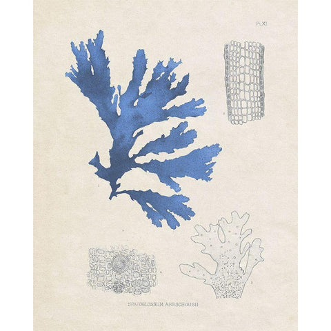 Blue Marine Algae VIII White Modern Wood Framed Art Print by Vision Studio