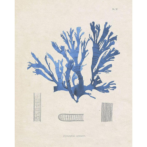 Blue Marine Algae IX Black Modern Wood Framed Art Print by Vision Studio