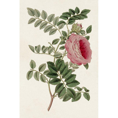 Pink Floral Mix I Black Modern Wood Framed Art Print with Double Matting by Ridgeway